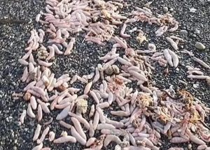 ‘Peixes-pênis’ de 25 cm tomam conta de praia na Argentina; confira 1 F1agqfLWAA4PFuz