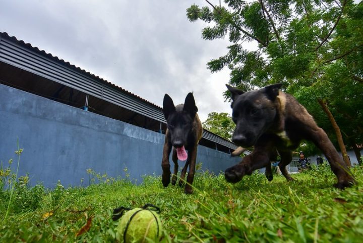 cachorro 2