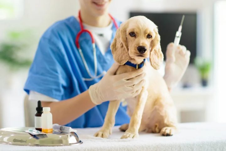 PET 2 Easy Resize.com