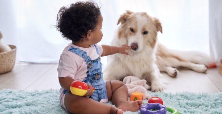 animais de estimacao e bebes