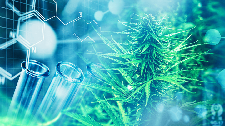 cannabis cancer