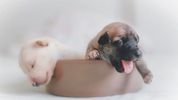como cuidar de filhotes de cachorro recem nascidos 1280x720 1