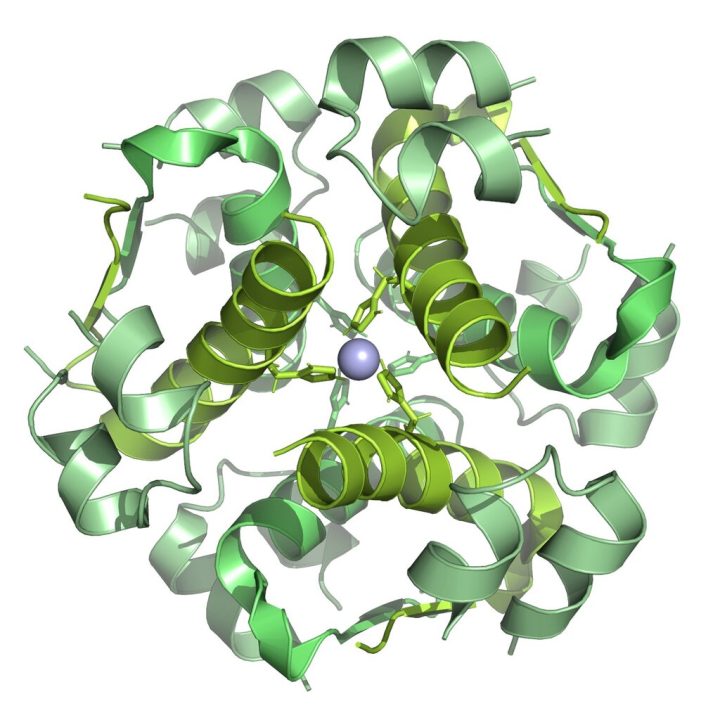 insulina