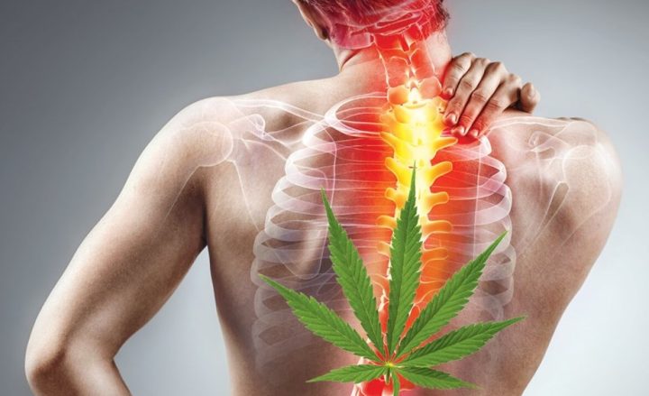 marijuana strains for back pain
