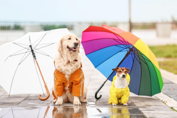 pets pets animais de estimacao cachorro edicase 1713426874
