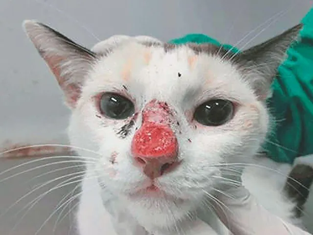 gato esporotricose