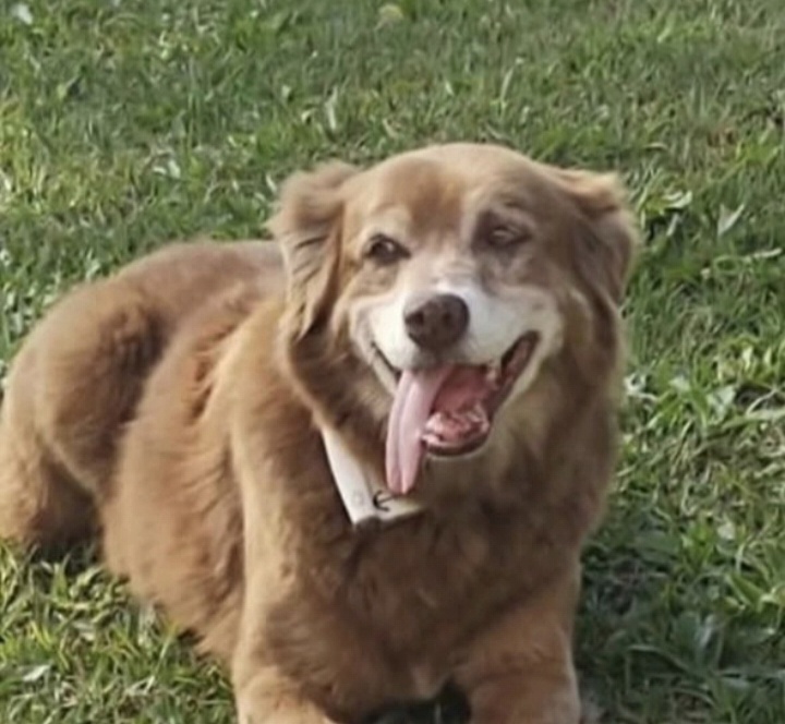 Primeiro cachorro enterrado em cemitério humano no Brasil comove pela história de fidelidade 1 Screenshot 20260411 153650 Gallery