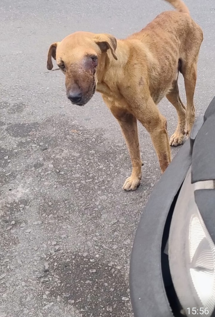 Animal em estado grave precisa de ajuda imediata no bairro Santo Antônio 1 Screenshot 20260420 062818 WhatsApp