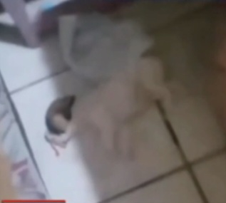 Coari: denúncia urgente aponta perda da vida de cachorrinho e ameaça contra mulher por vingança 1 Screenshot 20260421 183059 Gallery