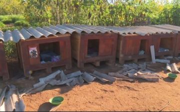 Abrigo comunitário de cães tem casinhas vandalizadas no DF; cerca de 70 cachorros vivem no ‘Cãodomínio’