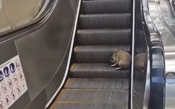 Cachorro chama atenção ao brincar em escada rolante de shopping