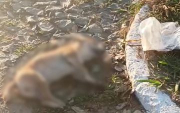 Polícia busca “serial killer” de animais após ao menos 50 mortes em MG