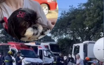 Cachorrinha é resgatada após acidente que matou casal na BR-369