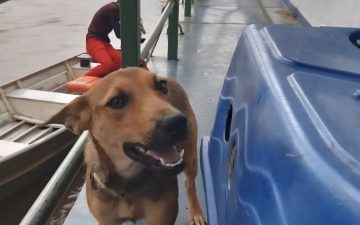 Mpam aciona Justiça para cobrar criação de abrigo para animais abandonados em Manaus