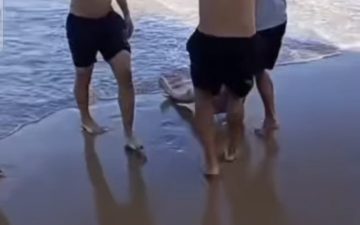 Segundo ataque de tubarão em menos de 24 horas: jovem tem perna arrancada durante ataque no Recife