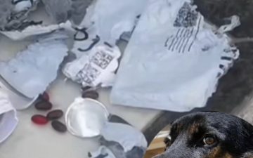 Entregador arremessa encomenda e cão morre após ingestão de cafeína