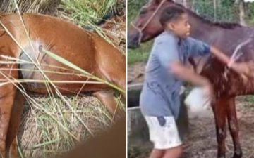 Égua de suporte emocional morta a facadas comove família e mobiliza comunidade