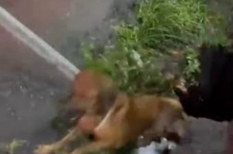 Ataque de pitbull mobiliza força-tarefa de resgate em Manaus
