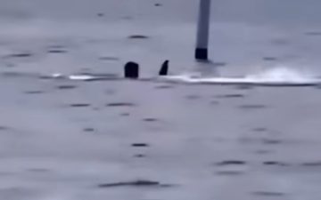 Ataque de tubarão deixa funcionário da Marinha dos EUA gravemente ferido