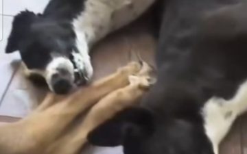 Três cães m*rrem após suspeita de envenenamento na Zona Oeste de Manaus