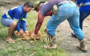 Prefeitura de Manaus inicia nova etapa da vacinação antirrábica para cães e gatos na zona rural