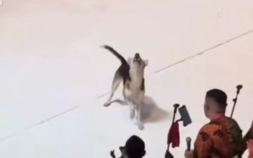Cachorro caramelo invade apresentação e vira a sensação do Festival de Parintins