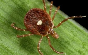 Primeiro caso de raro vírus transmitido por carrapato é confirmado em Nova York e acende alerta nos EUA