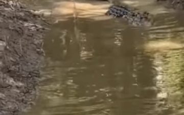 Jacaré ataca ribeirinho e vira canoa em comunidade da região Norte