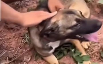 Motociclista é flagrado arrastando cachorro amarrado por corda no Pará