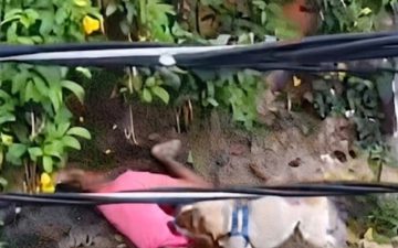 Menina de 9 anos é atacada por cão e vizinhos intervêm para salvá-la em Nova Iguaçu