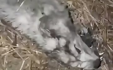 Vídeo mostra momento em que Mel, cadelinha de Fuxiquinho, é encontrada morta