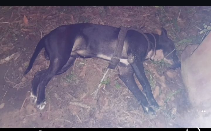 Caseiro de 70 anos perde a vida após ataque de pitbull em sítio de Manaus