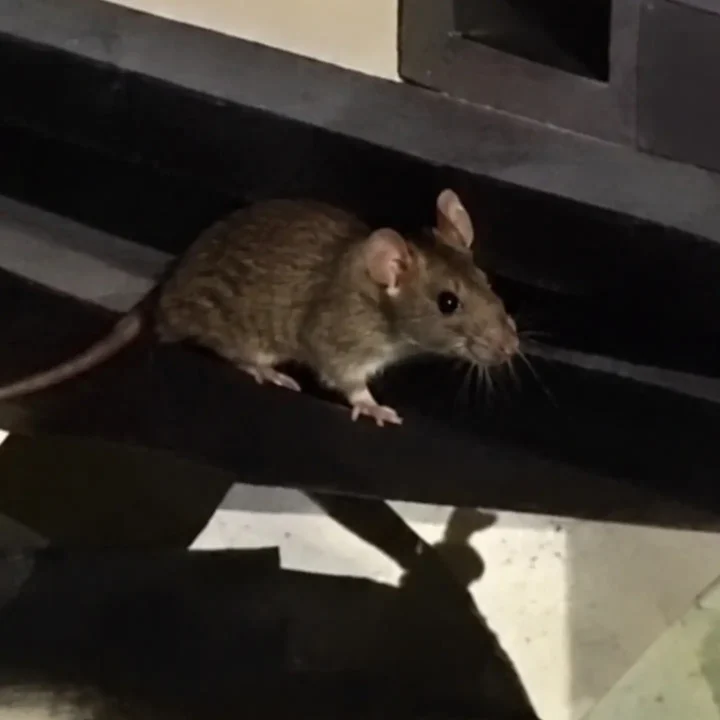 Ratos são flagrados em vitrine de recheios de açaiteria no Parque das Laranjeiras, em Manaus